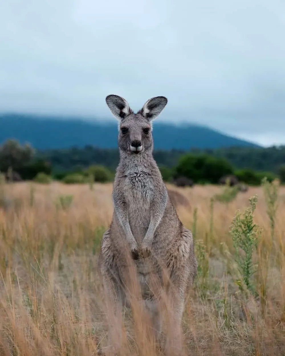 .wildlife walk 2 — Wilsons Prom, Hike & Seek