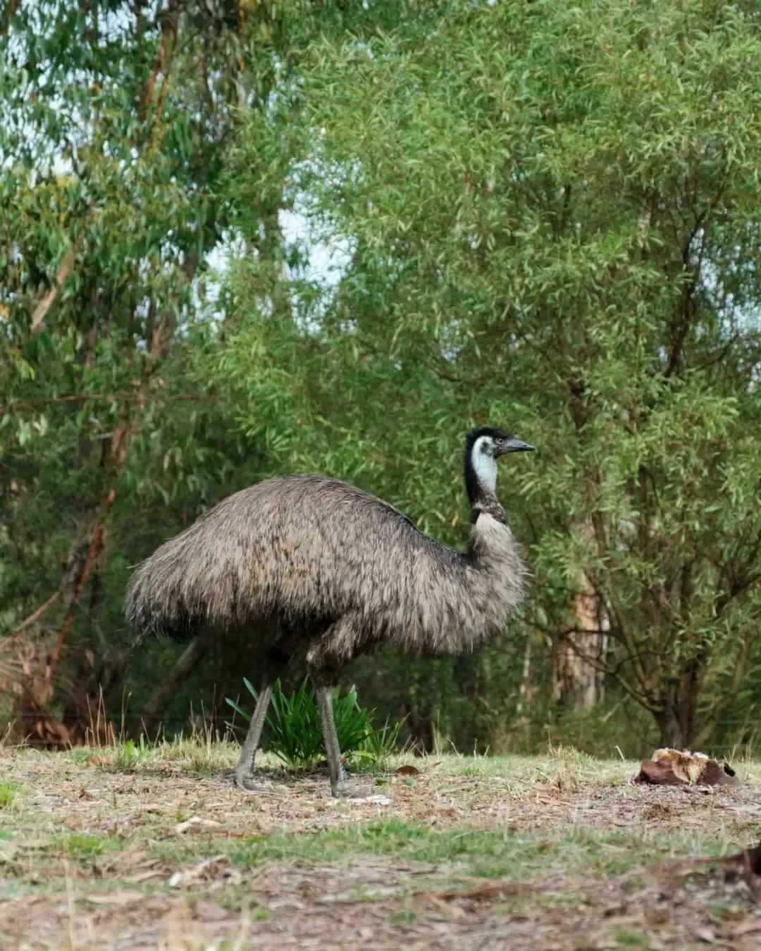 Emu grampians — Grampians, Hike & Seek