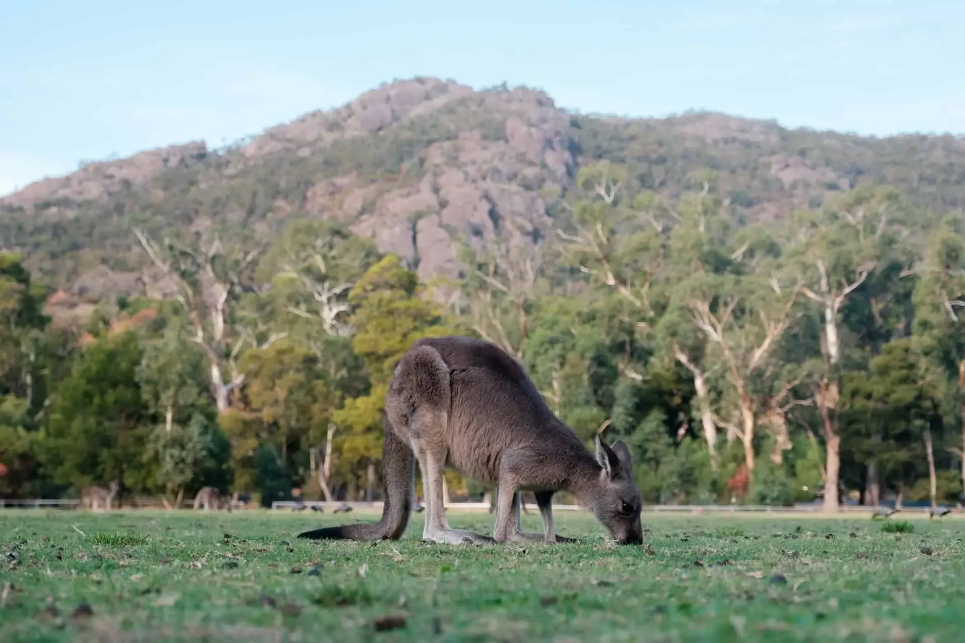 Kangaroo — Grampians, Hike & Seek
