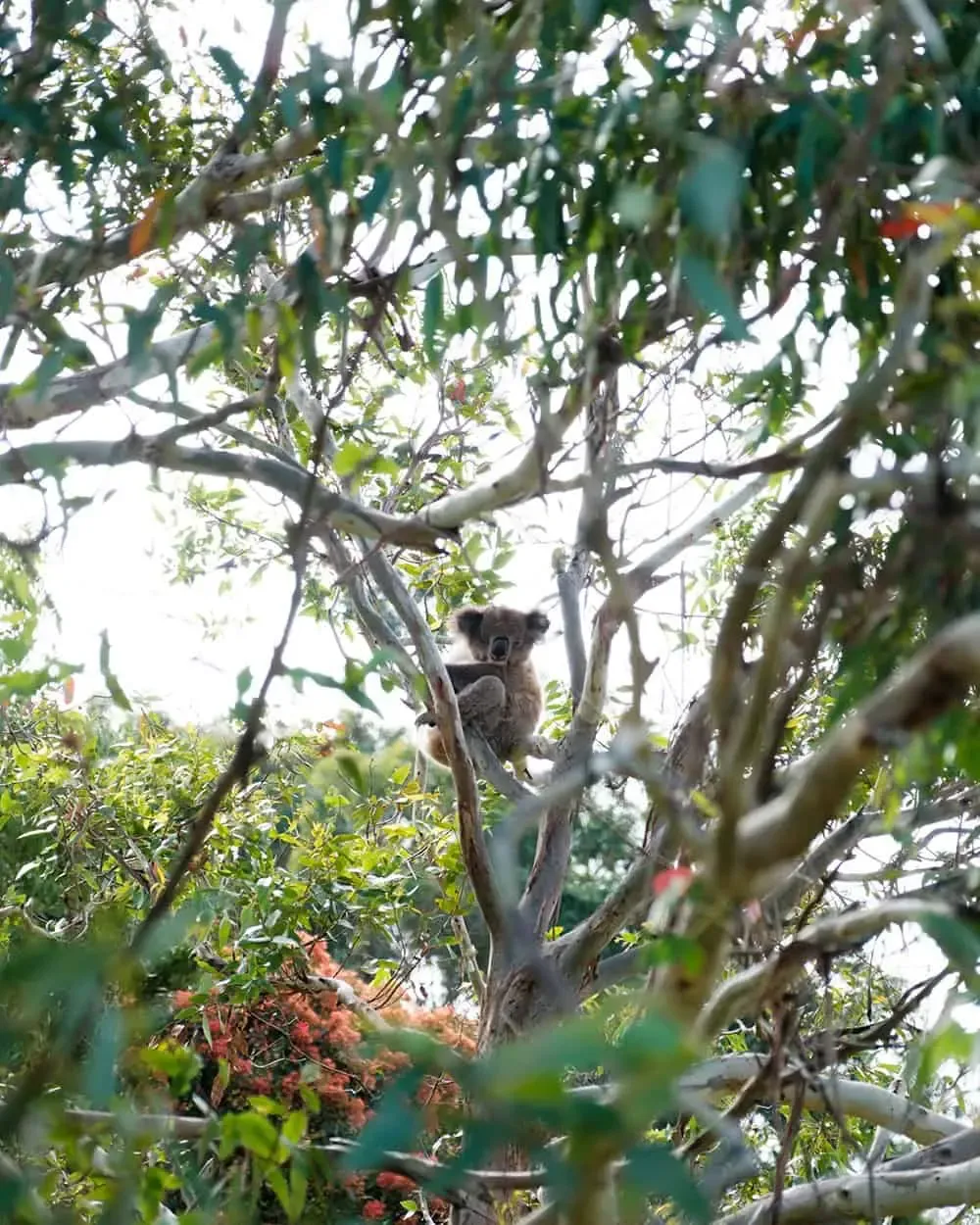 Koala 2 — Great Ocean Road, Hike & Seek