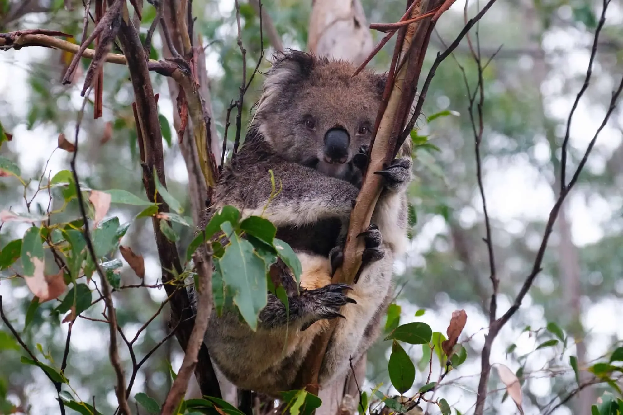 Koala wide — Great Ocean Road, Hike & Seek