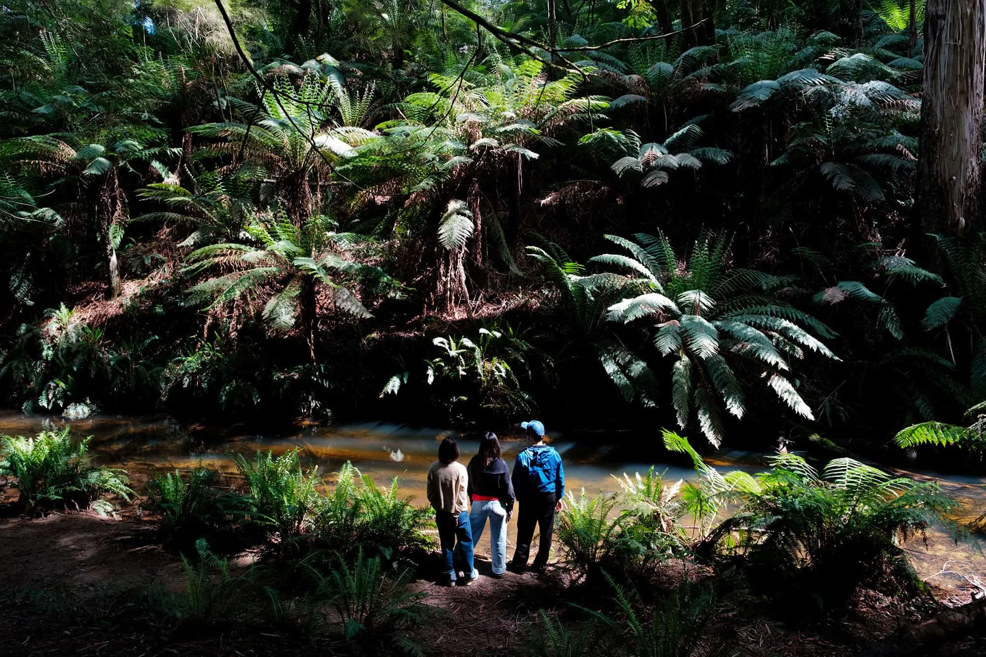 Redwoods 3 — Great Ocean Road, Hike & Seek