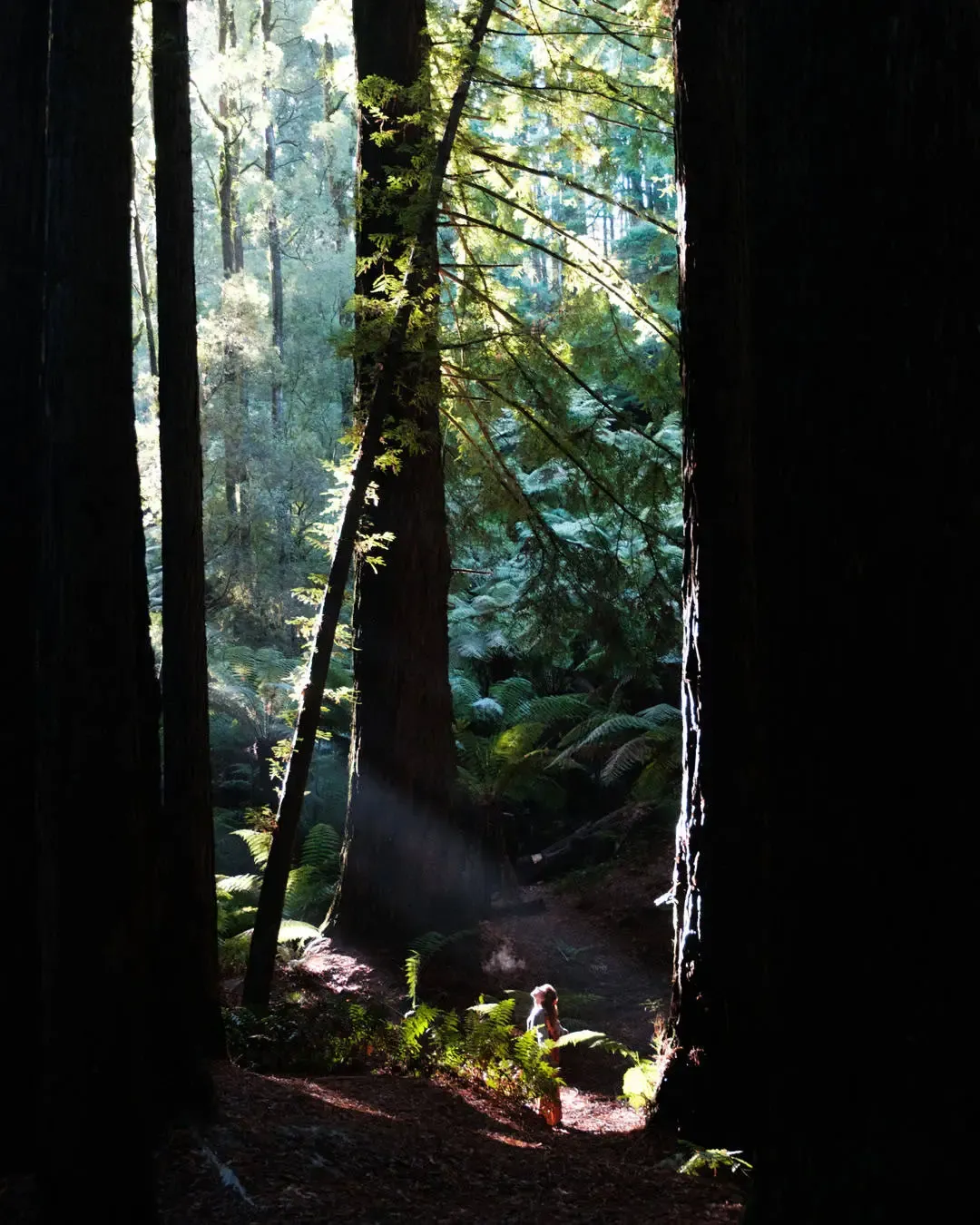 Redwoods 3 — Great Ocean Road, Hike & Seek