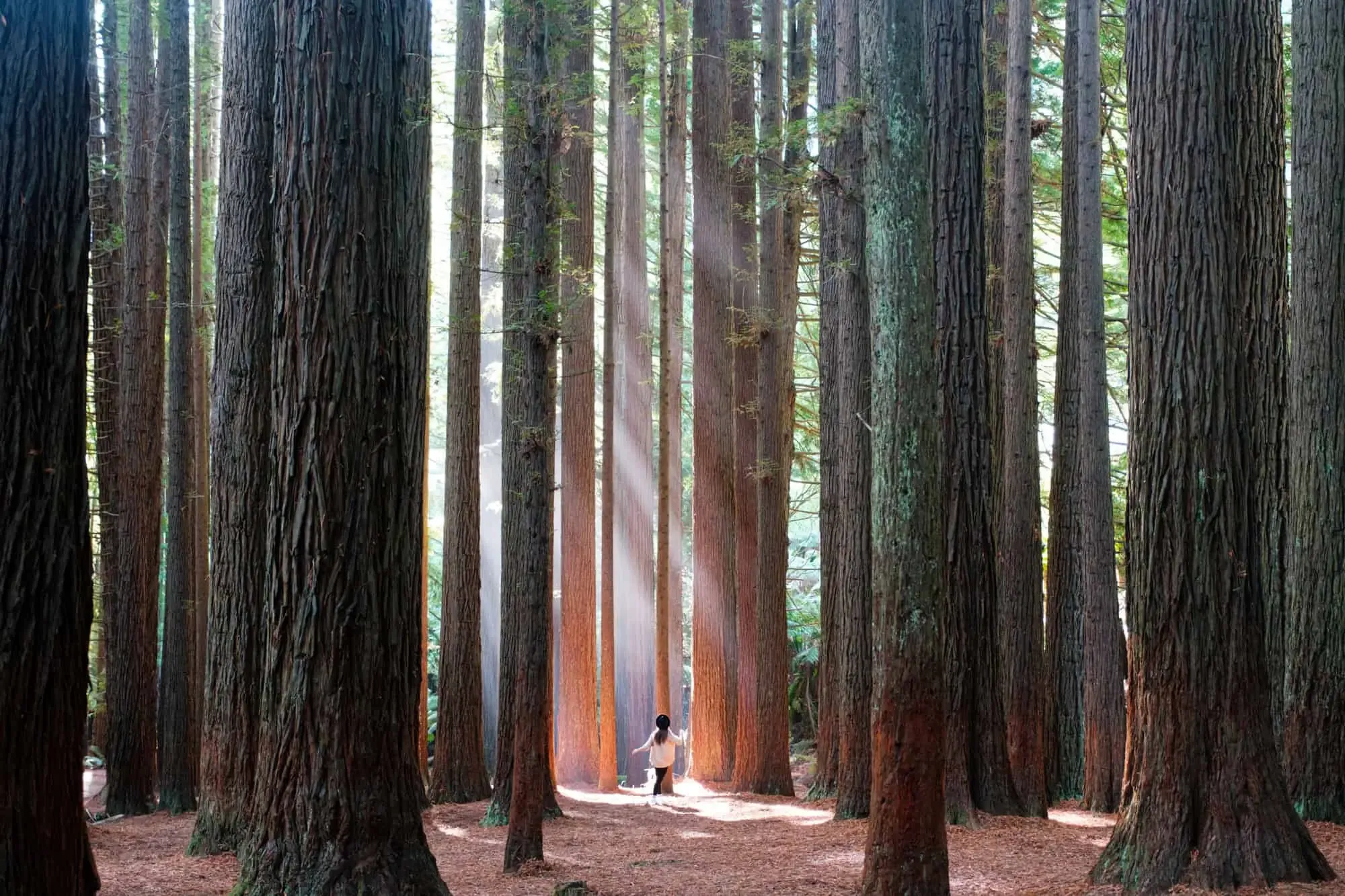 Redwoods — Great Ocean Road, Hike & Seek