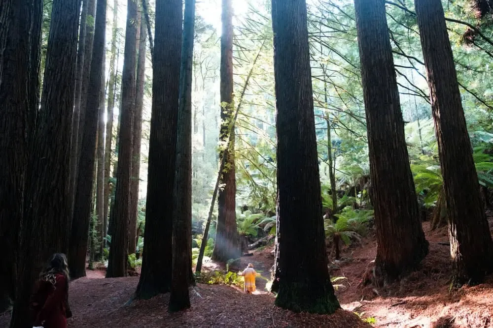 Reedwoods 1 — Great Ocean Road, Hike & Seek