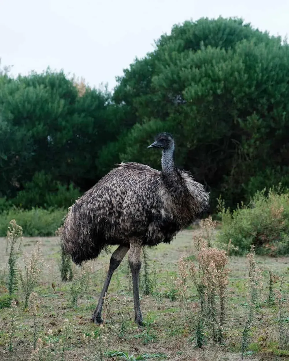 Wildlife walk — Wilsons Prom, Hike & Seek