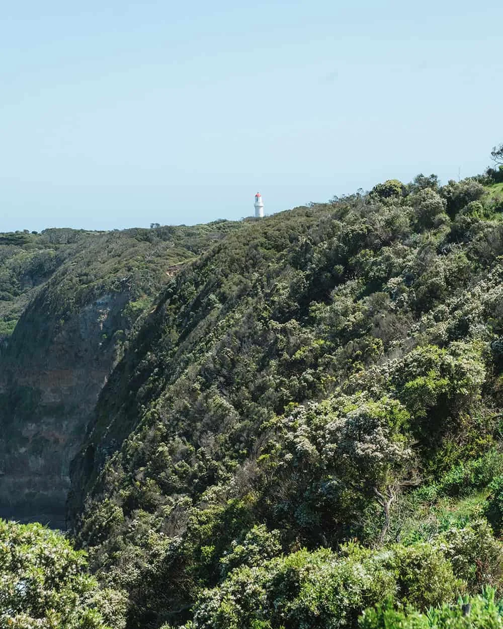 Wild kangaroo on the Mornington Peninsula