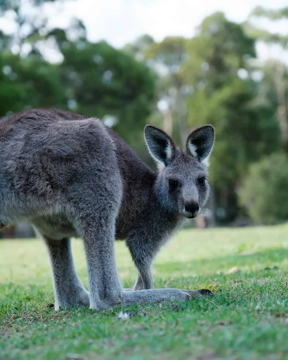 Wild kangaroo in the Grampians