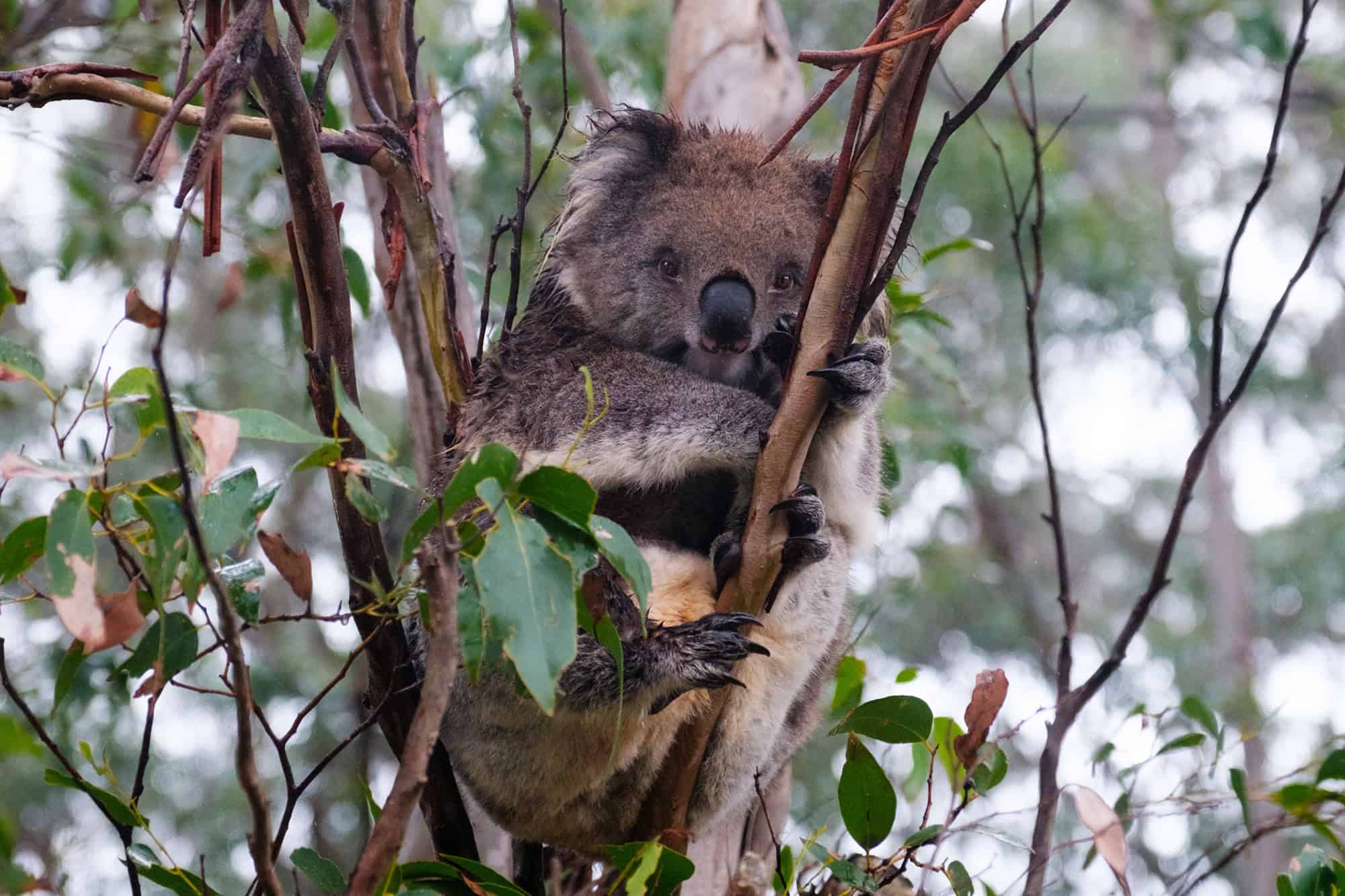 Wild koala in a eucalyptus tree along the Great Ocean Road