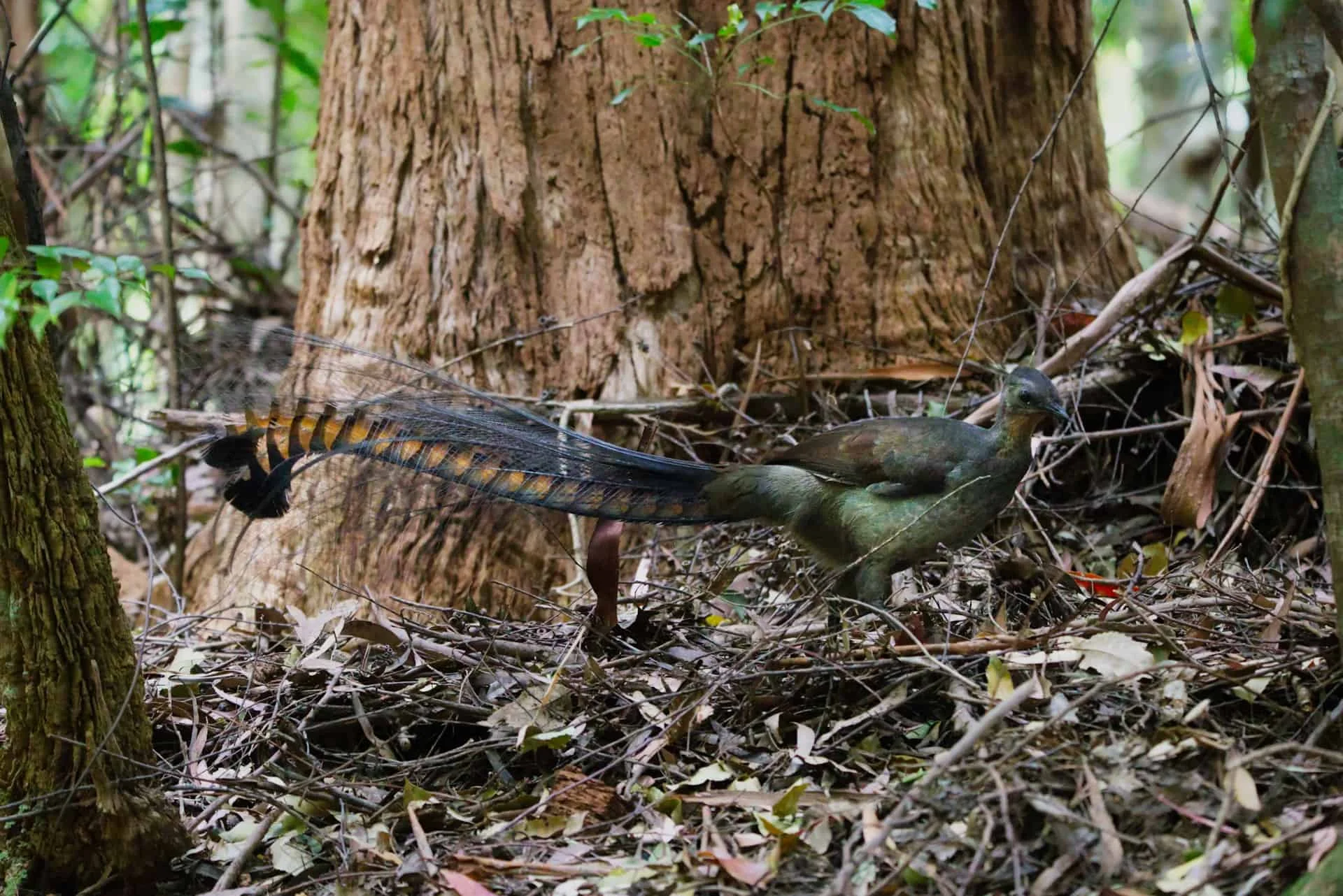 Superb Lyrebird in Sherbrooke Forest