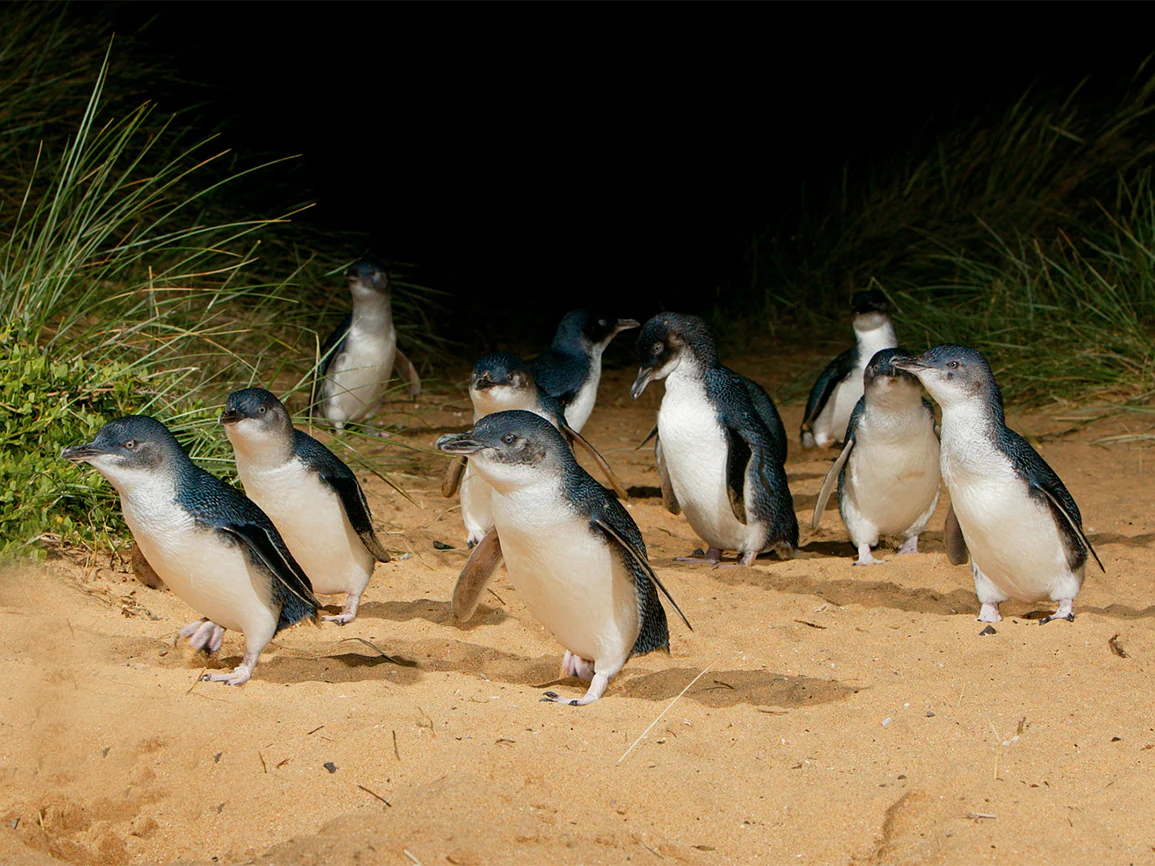 Little penguins at Phillip Island