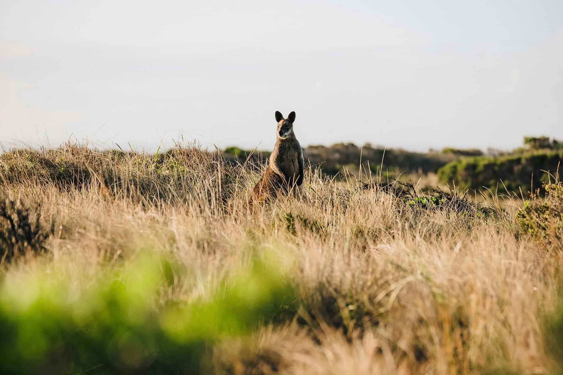 Koala on Phillip Island