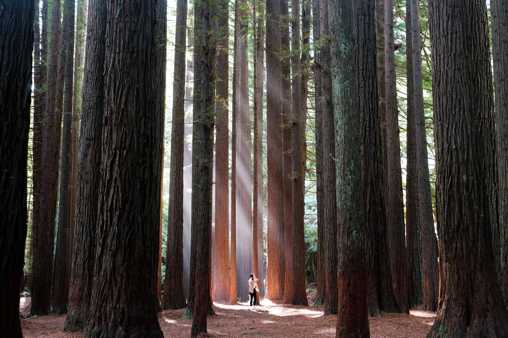 Californian Redwoods in Great Otway National Park