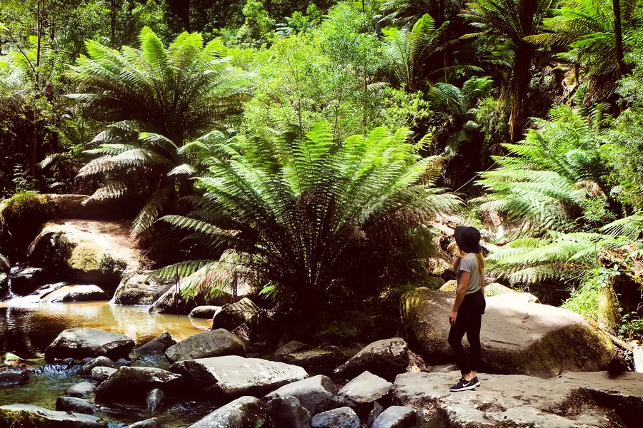 Dandenong Ranges forest and Yarra Valley adventure