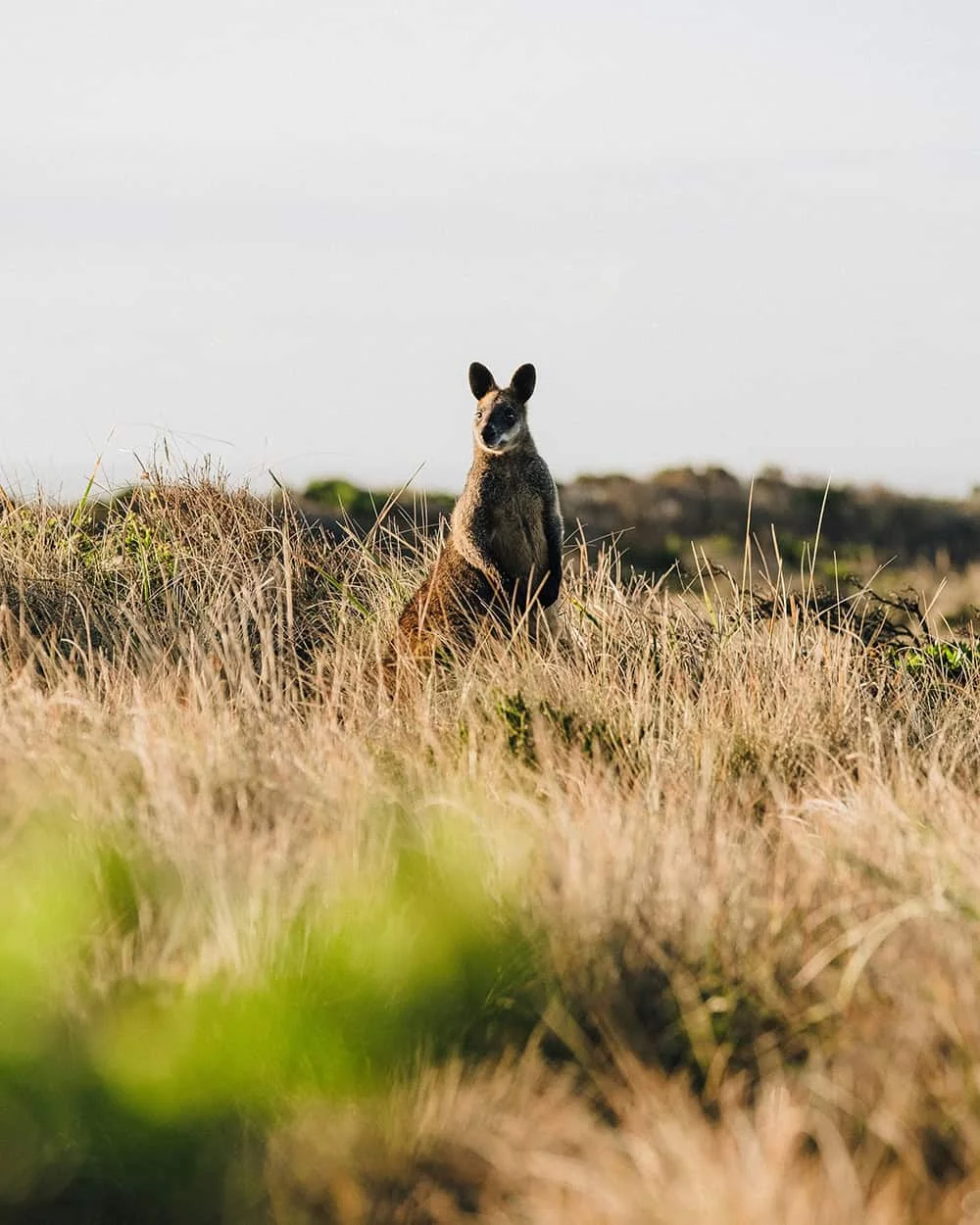 Hike and Seek guide hiking at Cape Woolamai Phillip Island